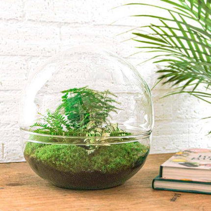 Flaschengarten DIY Bausatz Terrarium Kuppel XL Ø30cm – pflegeleichter Flaschengarten im Glas, Pflanzen Terrarium für Wohnzimmer & Büro
