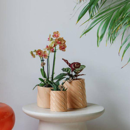 Candy Dekotopf Pfirsich – Ø6cm – Keramik Übertopf in Pastellfarbe – Stilvoller Blumentopf für Zimmerpflanzen & Orchideen – Fröhlicher Pflanzentopf