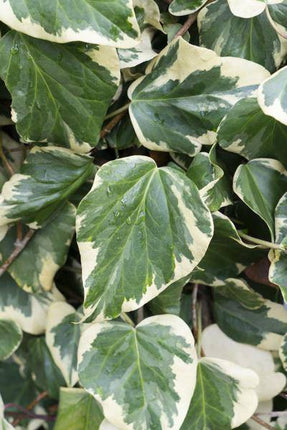 Buntlaubiger Kaukasischer Efeu Hedera colchica 'Dentata Variegata' Kletterpflanze Ø15cm ↕65cm – winterharte Pflanze für Garten, Balkon, Terrasse