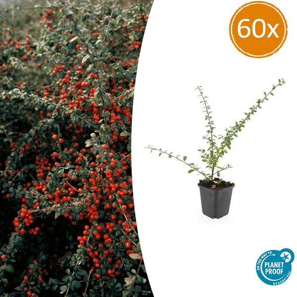 Teppichmispel Cotoneaster suecicus 'Coral Beauty' – 60 Pflanzen – ↕10-25cm – Ø9cm – Winterhart & Bodendecker – Blüten & Beeren für Garten & Balkon