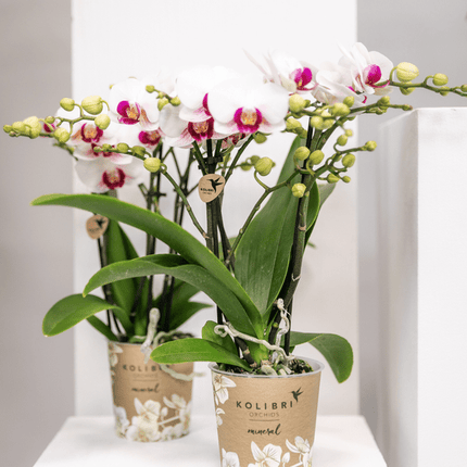 Weiße Phalaenopsis-Orchidee ‘Mineral Gibraltar’ – Blühende Zimmerpflanze – Ø9 cm-Topf – Elegante & langlebige Blüten – Orchidee für Fensterbank & Wohnraum