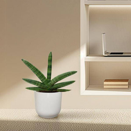 Sansevieria Skyline – Bogenhanf – Zimmerpflanze – Höhe ca. 25cm – ø10,5cm – Pflegeleichte Grünpflanze für Innenräume – Luftreinigende Pflanze für Wohnzimmer, Büro & Schlafzimmer