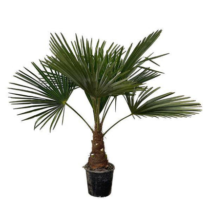 Hanfpalme – Trachycarpus 100cm – Ø21cm – Immergrüne Palme mit fächerförmigen Blättern – Exotische Kübelpflanze für Garten, Terrasse, Wintergarten & Wohnzimmer – Pflegeleicht