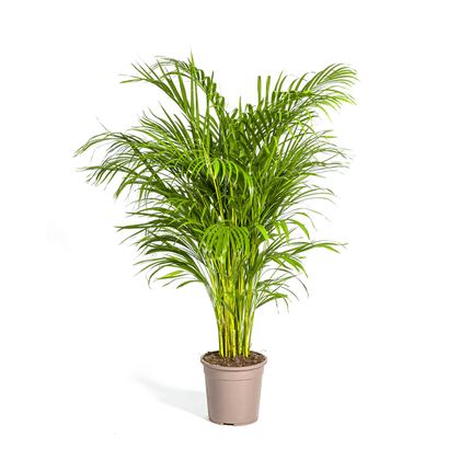 Dypsis Areca Lutescens – Goldfruchtpalme – Zimmerpflanze Ø24cm ↕120-140cm – Tropisch & dekorativ – Federartige Blätter – Pflegeleicht