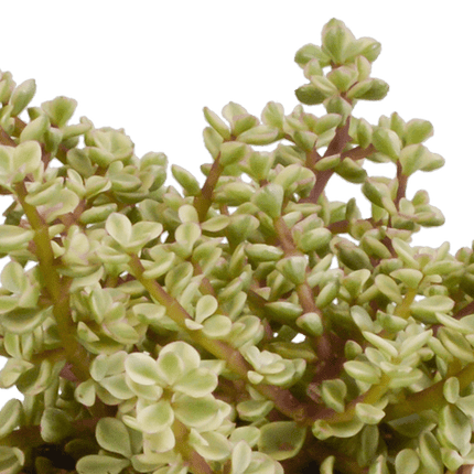 Crassula Mix – Dickblatt 3 Pflanzen– Ø10,5cm Zimmerpflanzen im Terrakotta-Topf – Verschiedene Sukkulenten im mediterranen Tontopf – Pflegeleichte Pflanzen für Fensterbank, Büro & Wohnzimmer
