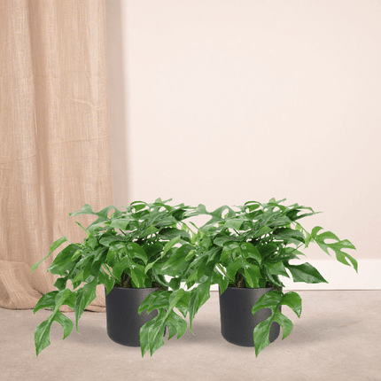 Fensterblatt – Monstera Minima – Zimmerpflanze – Ø15cm – ca. 30cm hoch – 2 Pflanzen – tropische Kletter- und Dekopflanze für Zuhause & Büro