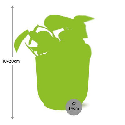 Efeutute – Scindapsus Pictus 'Trebie' – Zimmerpflanze im Topf Vibes Fold 14cm Gelb – dekorative hängende Kletterpflanze mit luftreinigender Wirkung