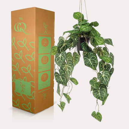 Kunstpflanze Anthurium Clarinervium – Aderpflanze – 80cm – Hochwertige künstliche Hängepflanze mit herzförmigen Blättern & weißen Blattadern – Dekopflanze im Hängekorb für Wohnzimmer, Büro & Innenräume – Pflegefrei & langlebig