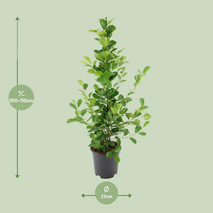 Chinesische Feige – Ficus microcarpa Moclame – ca. 95–105cm hoch – Ø21cm – Zimmerpflanze – Pflegeleichte & luftreinigende Grünpflanze für Wohnzimmer & Büro