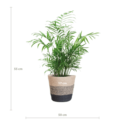 Chamadorea Elegans Mexikanische Bergpalme – Zimmerpflanze ca. 55cm – Ø17cm – Im nachhaltigen Pflanzkorb Lissabon Schwarz – Federleichte, pflegeleichte Zimmerpalme