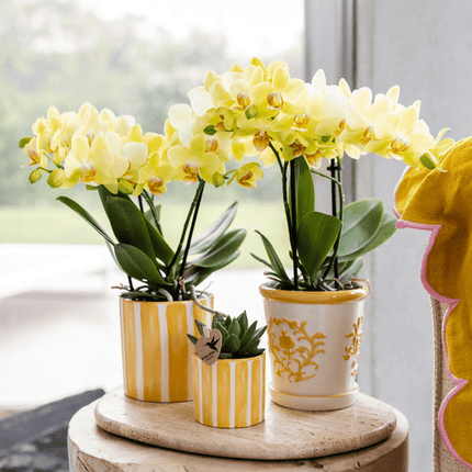 Blumentopf Malaga – Gelb – Ø9cm – Dekorativer Keramiktopf im mediterranen Stil – Handgefertigte Optik – Ideal für Zimmerpflanzen & Sukkulenten