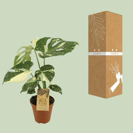 Monstera deliciosa ‘Thai Constellation’ – Fensterblatt – Ø15cm – ↕50cm – Seltene Zimmerpflanze mit panaschierten Blättern – Pflegeleicht & dekorativ