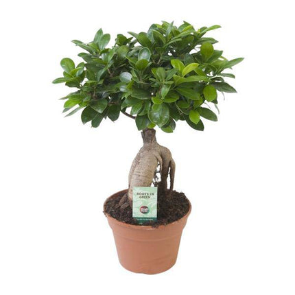 Chinesische Feige – Ficus Ginseng – Zimmerpflanze Ø17cm – Höhe ca. 40cm – Pflegeleichte Grünpflanze mit dekorativen Wurzeln für Wohnzimmer & Büro
