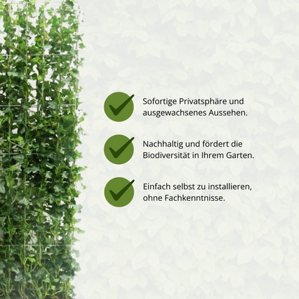 Hedera Hibernica Fertighecke – Efeu-Hecke – Höhe ca. 120cm – Immergrüne Sichtschutzpflanze – Sofortige Privatsphäre für Garten, Terrasse & Außenbereich