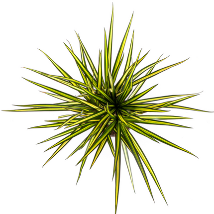 Dracaena Marginata Sunray – Drachenbaum – Zimmerpflanze – Ø17 cm – ↕60-80 cm – Grüne & gelbe Blätter, pflegeleicht