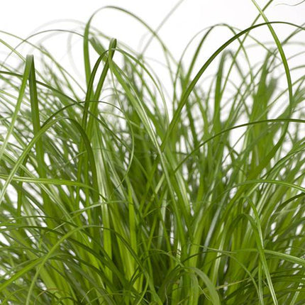 Katzengras Cyperus alternifolius Zimmerpflanze Ø12cm ↕20cm – pflegeleichte Grünpflanze für Wohnzimmer, Büro & helle Standorte kaufen