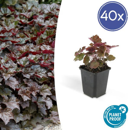 Purpurglöckchen – Heuchera mic. 'Palast Lila' – Zierpflanze – Ø9 cm – 40 Pflanzen – dunkel-purpur Blätter – schattenverträglich & pflegeleicht