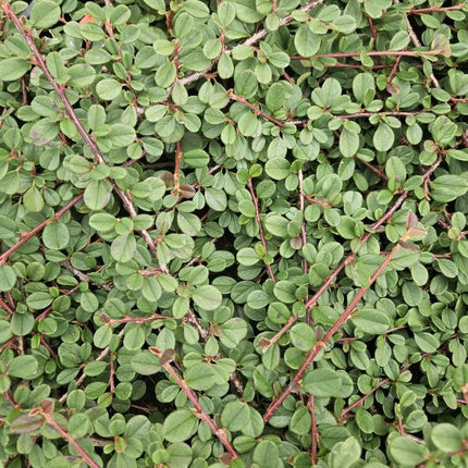 Cotoneaster prostratus 'Königin der Teppiche' – Teppichmispel – Ø9cm – ↕10-25cm – 12 Pflanzen – Winterharter Bodendecker mit Blüten & Beeren