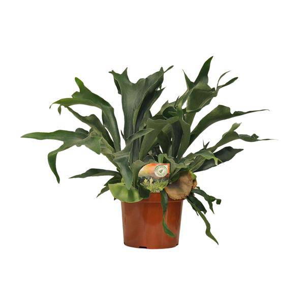Geweihfarn Platycerium bifurcatum Zimmerpflanze Ø26cm ↕80cm – pflegeleichte Grünpflanze für Wohnzimmer, Büro & helle Standorte kaufen