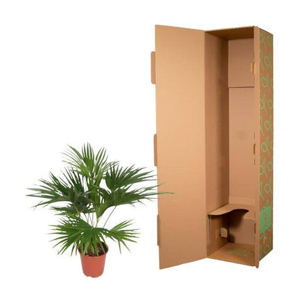 Chinesische Schirmpalme – Livistona Chinensis – Zimmerpflanze – 170cm – Ø27cm – pflegeleichte tropische Fächerpalme für Innen und Außen