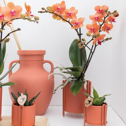 Phalaenopsis Orchidee „Mineral Bolzano“ – Orange – Ø9cm – Blühende Zimmerpflanze mit 2–3 Zweigen – Leuchtender Farbakzent