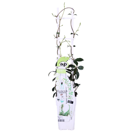 Sternjasmin Trachelospermum 'Star of Venice' – Weiß – Immergrüne Kletterpflanze – ca. 65cm Höhe – Duftender mediterraner Jasmin für Terrasse & Balkon