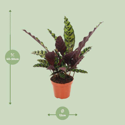 Lanzenblättrige Korbmarante – Calathea Insignis – Zimmerpflanze Ø12cm ↕50cm – exotische luftreinigende Blattschmuckpflanze für Innenräume