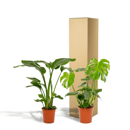 Pflanzenset – Strelitzia Nicolai & Monstera Deliciosa – ca. 85cm & 75cm hoch – Ø19cm & Ø21cm – Tropische luftreinigende Zimmerpflanzen für Wohnzimmer & Büro