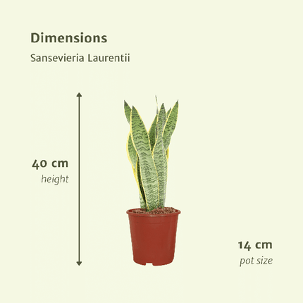 Bogenhanf – Sansevieria Laurentii – Frauenzunge – 2 Zimmerpflanzen – ca. 40cm Höhe – Ø14cm – pflegeleicht & luftreinigend