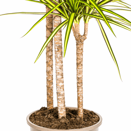 Dracaena marginata Sunray – Drachenbaum – Zimmerpflanze – Ø24cm – ↕130-150cm – Tropische Pflanze für hellen Innenbereich – Pflegeleicht & Minimalistisch
