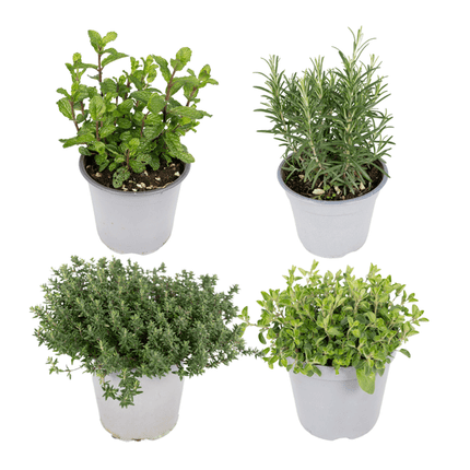 Gartenkräutermischung Zimmerpflanze Ø14cm – pflegeleichte Grünpflanze für Wohnzimmer, Büro & helle Standorte kaufen