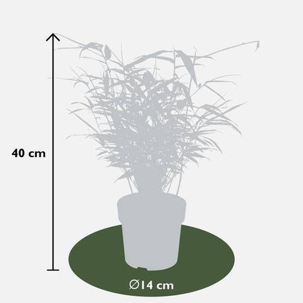 Schirmbambus Fargesia rufa – Kompakter, winterharter Bambus – Ø14cm – ca. 40cm Höhe – Ideal für Garten, Balkon & Teichgestaltung