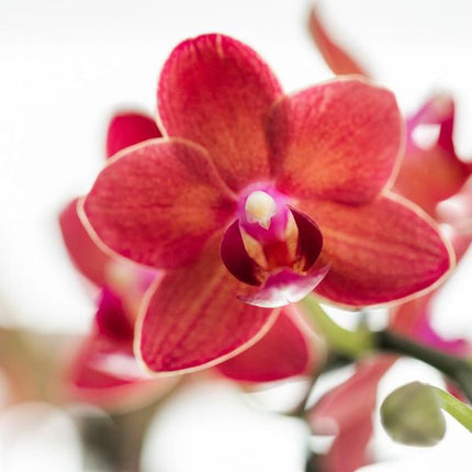 Phalaenopsis Orchidee Rot – Congo – Mit Gummitopf Travertin Keramik – Ø9cm – Höhe ca. 40cm – Blühende Zimmerpflanze mit 2-3 Zweigen – Elegante Deko & Geschenkidee