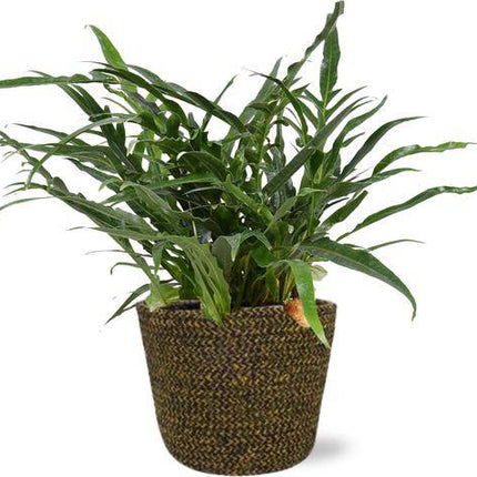 Aglaomorpha Coronans Schlangenhautfarn – Zimmerpflanze – Ø17cm – ca. 45cm hoch – inkl. Selin Topf Schwarz Ø18x16cm