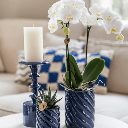 Amabilis Orchidee Weiß & Sukkulente Haworthia – Zimmerpflanzen Set – Candy Dekotöpfe Blau Ø9cm & Ø6cm – Pflanzenset für Wohnzimmer & Geschenkidee