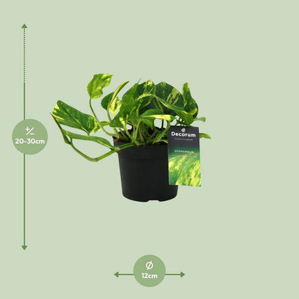 Efeutute Scindapsus Epipremnum N’Joy Gold – Ø12cm – ↕25cm – Pflegeleichte Rankpflanze & luftreinigende Zimmerpflanze – Grünpflanze für Wohnzimmer, Büro & Schlafzimmer