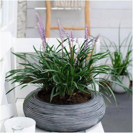 Liriope muscari 'Ingwersen' – Glöckchentraube – Immergrüne Staude mit lavendelfarbenen Blüten – Ø14cm – ↕25cm – 6 Pflanzen