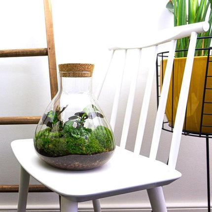Flaschengarten – DIY Terrarium Sammie – ↕27cm – Selbstversorgendes Pflanzen-Terrarium mit Fittonia & Calathea – Inkl. Glasgefäß, Moos, Erde & Anleitung – Mini-Ökosystem zum Selberbauen