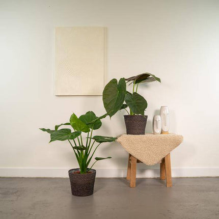 Pflanzenset – Alocasia Cucullata & Alocasia Wentii – ca. 60cm hoch – Ø19cm – Tropische luftreinigende Zimmerpflanzen – Elefantenohr für Wohnzimmer & Büro