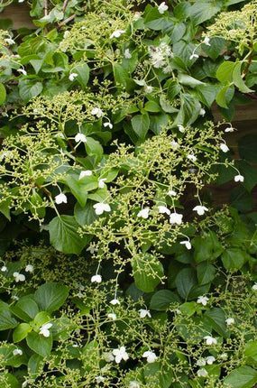 Kletter-Hortensie – Hydrangea petiolaris – Ø15cm – ca. 65cm hoch – Winterharte & pflegeleichte Kletterpflanze mit weißen Blüten – Für Fassade, Mauer & Pergola