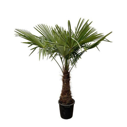 Hanfpalme – Trachycarpus 240cm – Ø45cm – XXL-Palme mit fächerförmigen Blättern – Immergrüne Kübelpflanze für Garten, Terrasse, Wintergarten & Wohnzimmer – Pflegeleicht