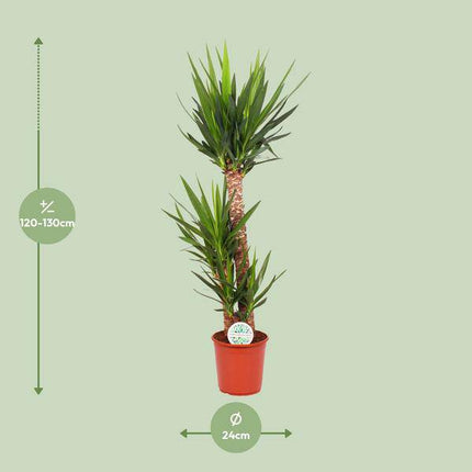 Palmlilie – Yucca Elephantipes – Zimmerpflanze – Ø24cm – ↕125cm Höhe – Pflegeleichte luftreinigende Grünpflanze für Wohnung & Büro