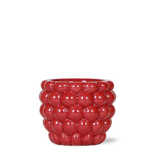 Beeren – Topf Zimmerpflanze Ø9cm – pflegeleichte Grünpflanze für Wohnzimmer, Büro & helle Standorte kaufen