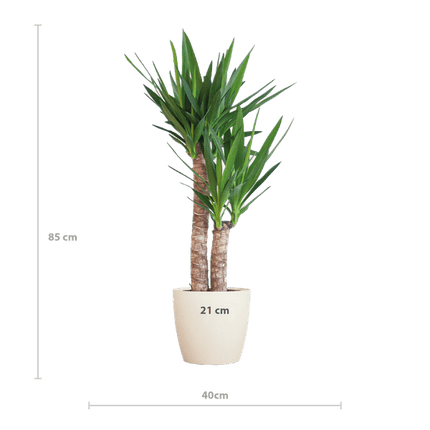 Yucca Elephantipes – Riesen-Palmlilie – Zimmerpflanze – ca. 90cm hoch – Ø21cm – In Übertopf Viber Weiß – Pflegeleicht & nachhaltig