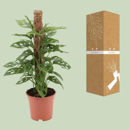Fensterblatt Monstera Monkey Leaf Zimmerpflanze Ø17cm ↕60cm – pflegeleichte Grünpflanze für Wohnzimmer, Büro & helle Standorte kaufen