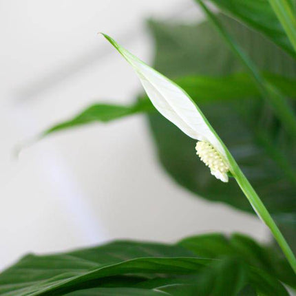 Spathiphyllum Sweet Lauretta – Scheidenblatt – Zimmerpflanze + Topf Viber Weiß – ↕80cm – Ø21cm – Friedenslilie mit eleganten weißen Blüten – Pflegeleicht & dekorativ
