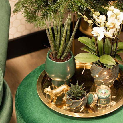 Sukkulente Haworthia Limifolia – Dreieckige Grüne Zimmerpflanze – Ø9cm – Pflegeleicht & Robust – Perfekt für helle Standorte ohne direkte Sonne