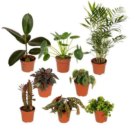 Außenseiterbox – 8 Pflanzen - Ø12cm – Vielfältige Blattstrukturen & Farben – Zimmer- und Gartenpflanzen-Mix – Perfekt für Pflanzenliebhaber