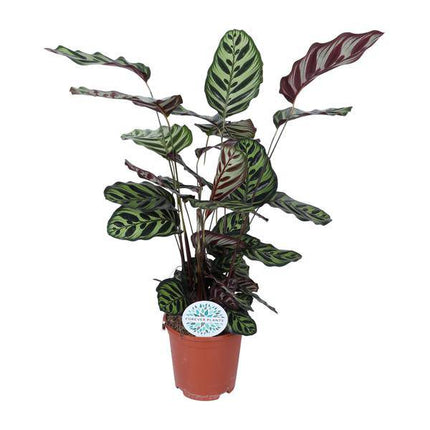 Pfauen-Korbmaranthe Calathea Makoyana – Zimmerpflanze Ø21cm – ca. 70cm hoch – Pflegeleichte, dekorative Zimmerpflanze mit auffälligem Blattmuster
