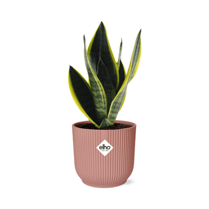 Bogenhanf Sansevieria Futura Superba – Schwiegermutterzunge Zimmerpflanze inkl. Ziertopf Vibes Fold Rosa Ø14cm – Pflegeleicht & luftreinigend – Für Schlafzimmer, Wohnzimmer & Büro